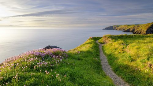 Spring Evening Light On Thrift 'Sea Pinks' In Ceibwr Bay, Pembroke, Wales